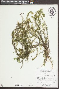 Elodea canadensis image