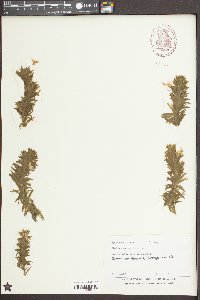 Elodea canadensis image