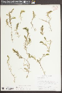 Elodea canadensis image