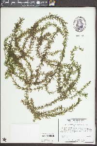 Hydrilla verticillata image