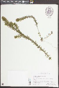 Hydrilla verticillata image