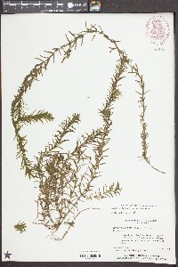 Hydrilla verticillata image