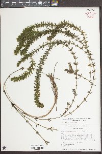 Hydrilla verticillata image