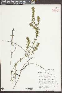Hydrilla verticillata image