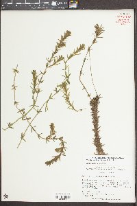 Hydrilla verticillata image