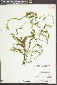 Hydrilla verticillata image