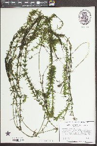 Hydrilla verticillata image