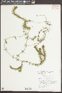 Hydrilla verticillata image