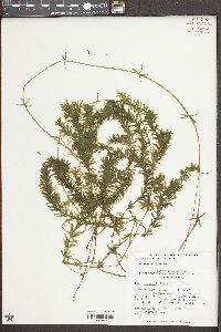 Hydrilla verticillata image