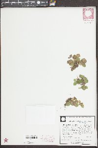 Limnobium spongia image