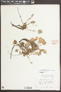 Limnobium spongia image