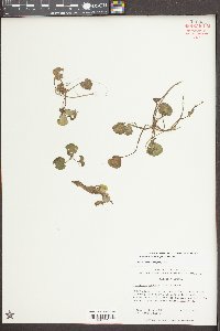Limnobium spongia image