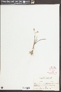 Hypoxis hirsuta var. leptocarpa image