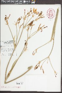 Belamcanda chinensis image