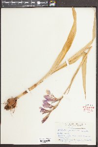 Gladiolus gandavensis image