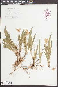 Iris cristata image