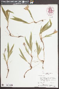 Iris cristata image