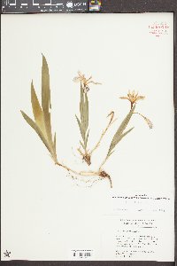 Iris cristata image