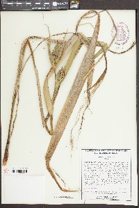 Iris tridentata image