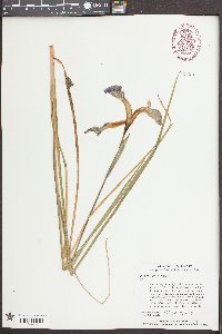 Iris tridentata image