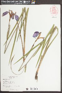 Iris tridentata image