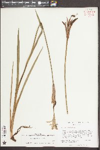 Iris tridentata image