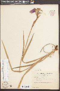 Iris tridentata image