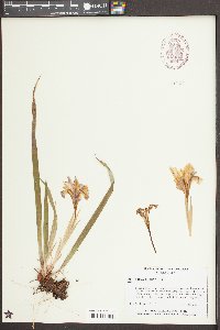 Iris verna image