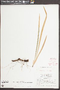 Iris verna var. smalliana image