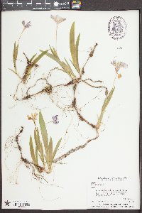 Iris verna image