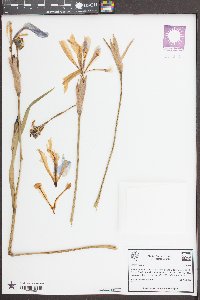 Iris virginica image