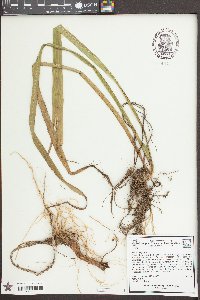 Iris virginica image