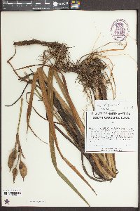 Iris virginica image