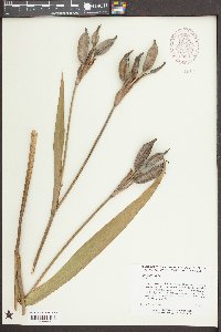 Iris virginica image