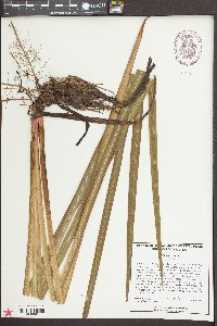 Iris virginica image