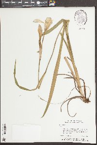 Iris virginica image