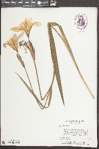 Iris virginica image