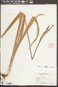 Iris virginica image