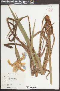 Iris virginica image