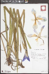 Iris virginica image