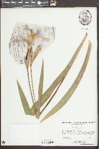 Iris virginica image