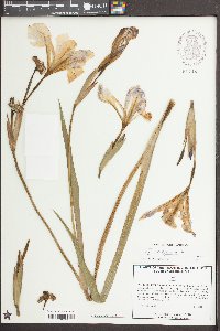 Iris virginica image