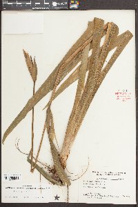 Iris virginica image