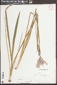 Iris virginica image