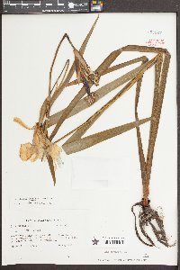 Iris virginica image