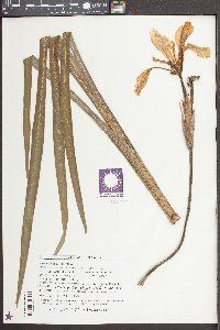 Iris virginica image