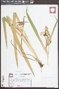 Iris virginica image