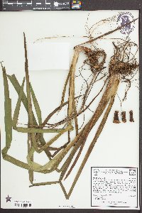 Iris virginica image