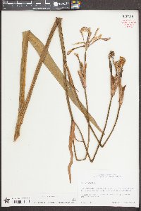 Iris virginica image