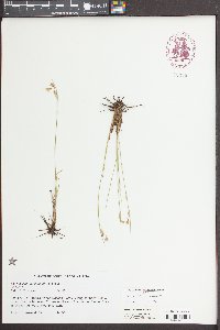 Sisyrinchium capillare image